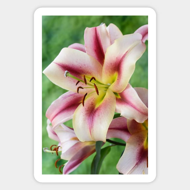 Lilium Lily Sticker by chrisburrows